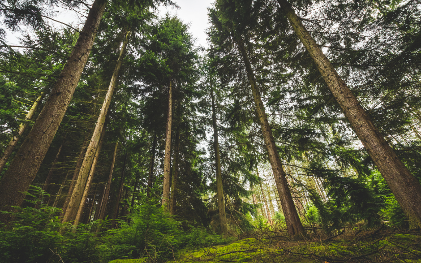New March Strategies to Conduct a Regional Risk Assessment for the Primary Biomass Sourcing Region in the US 